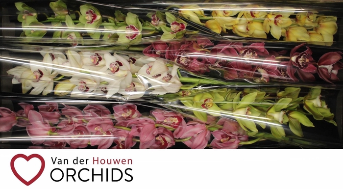 <h4>80 cm gemengd.</h4>