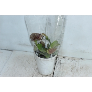 CARNIVORA NEPENTHES P13 VARIADO