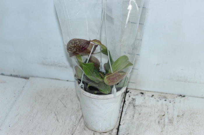 CARNIVORA NEPENTHES P13 VARIADO