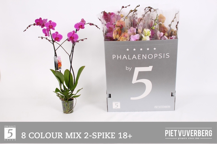 <h4>PHAL GEM 8 KL</h4>