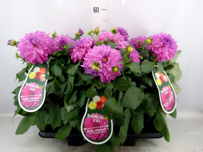 <h4>Dahlia DE 'XXL Aztec'   ...patio</h4>