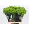 Dianthus Br Kiwi Mellow