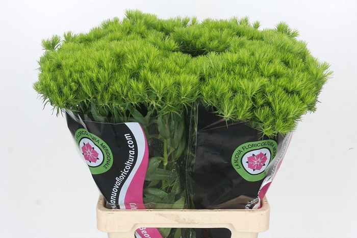 Dianthus Br Kiwi Mellow