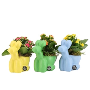 Arrangementen kamerplanten 6%
