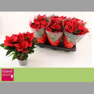 EUPHOR P CHR UNIVERS