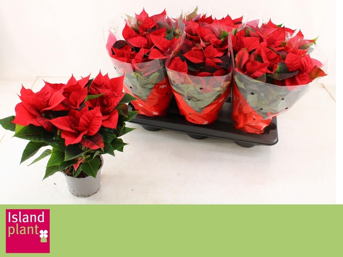 <h4>EUPHOR P CHR UNIVERS</h4>