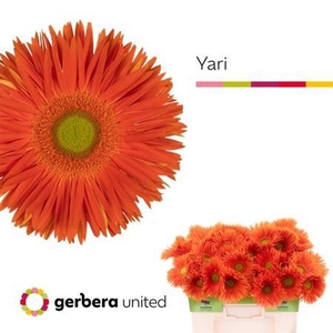 Ge Gr Spi Yari