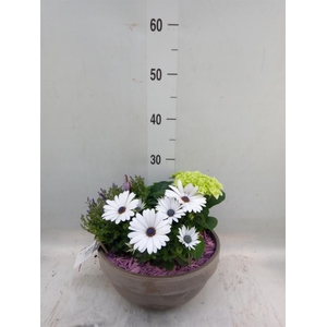 Arr.   Perkplanten H%