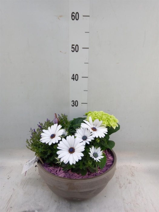 <h4>Arr.   Perkplanten H%</h4>