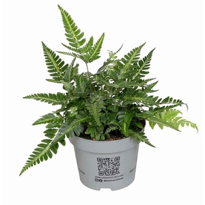 ARACHNOIDES ADIANTIFORMIS P12