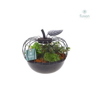 Arrangement Apple metal black Small with green plants FC-22.1018FDH