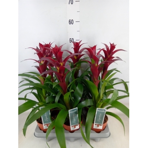Guzmania  'Nextara'