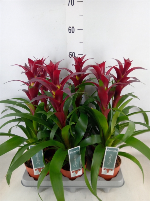 <h4>Guzmania  'Nextara'</h4>