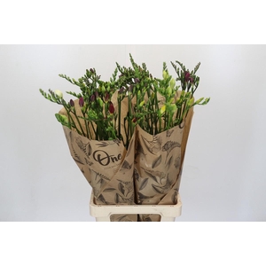 Freesia One Xxl Mixed