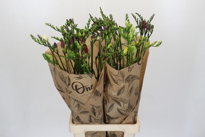 Freesia One Xxl Mixed