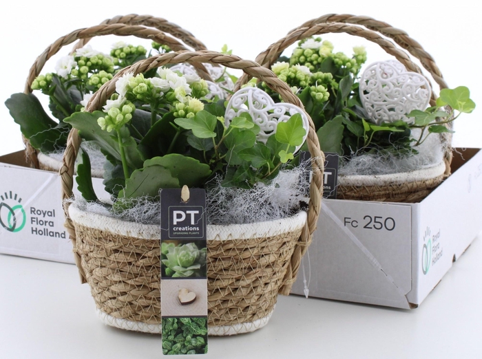 <h4>ARR KAMERPL</h4>