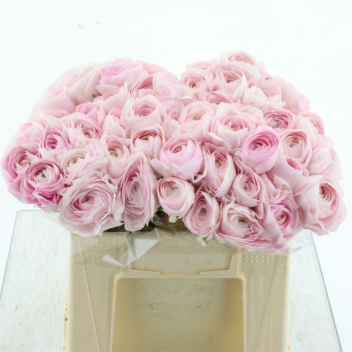 <h4>Ran Su Hanoi Pink Extra</h4>