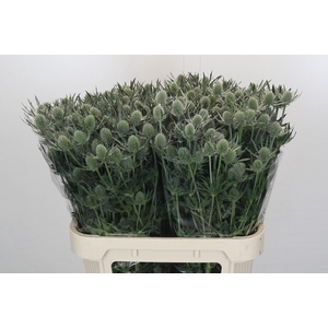 Eryngium Silver Dynamite