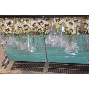 PHALAENOPSIS CASCATA ESPECIAL P15 BICOLOR MIN 11 FLS