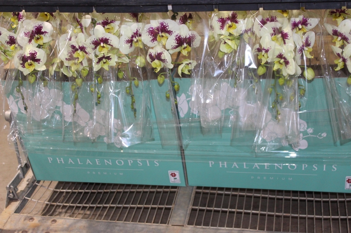 <h4>PHALAENOPSIS CASCATA ESPECIAL P15 BICOLOR MIN 11 FLS</h4>