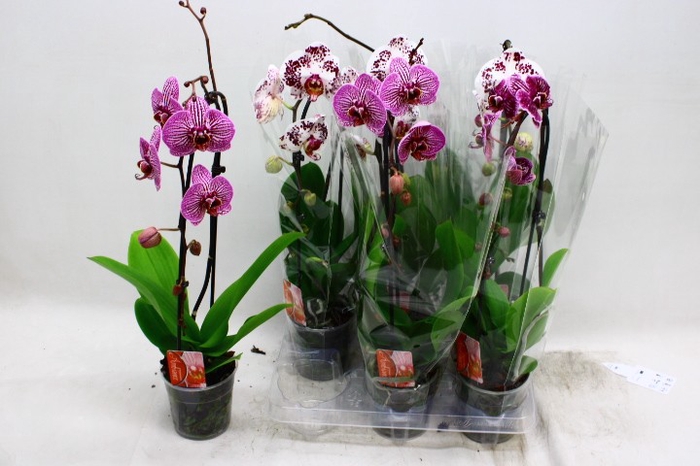 <h4>PHAL EL CASCADE</h4>