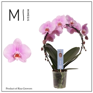 Phalaenopsis Moon Pink Bigflower 16+ - 12cm | Mimesis