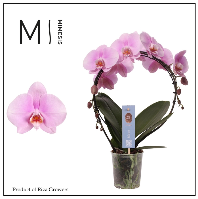 <h4>Phalaenopsis Moon Pink Bigflower 16+ - 12cm | Mimesis</h4>