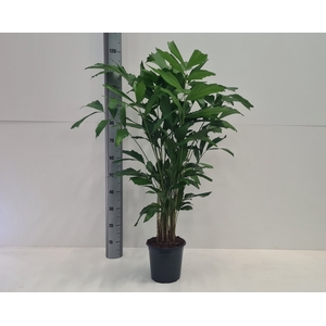 CARYOTA MITIS