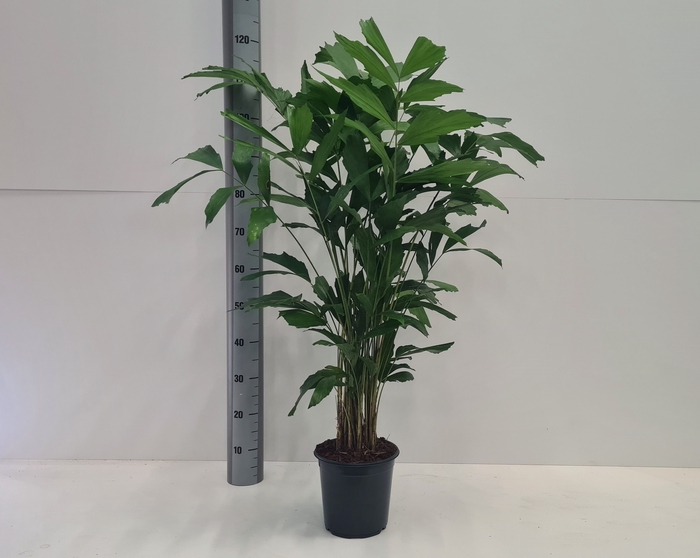 <h4>CARYOTA MITIS</h4>