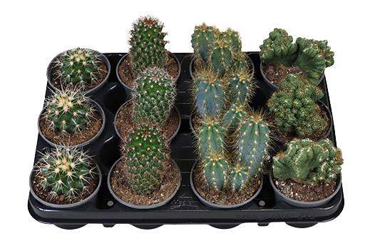 <h4>CACTACEAE P9 MIX</h4>