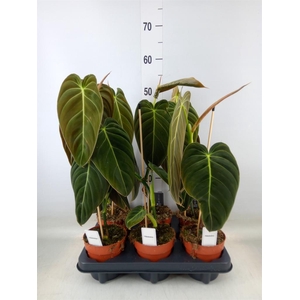 Philodendron melanochrysum