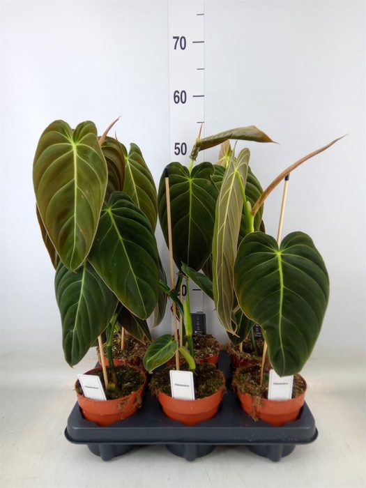 <h4>Philodendron melanochrysum</h4>