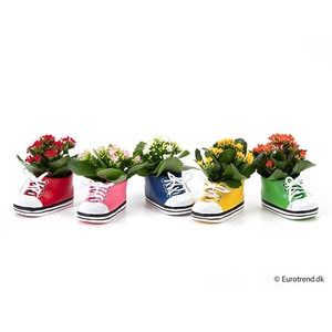 KALANCHOE BLOSSFELDIANA 'MINI'