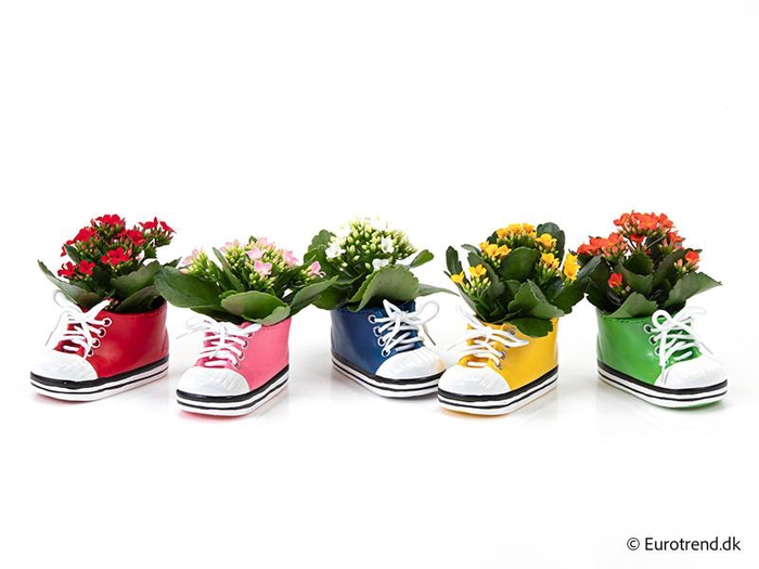 <h4>KALANCHOE BLOSSFELDIANA 'MINI'</h4>