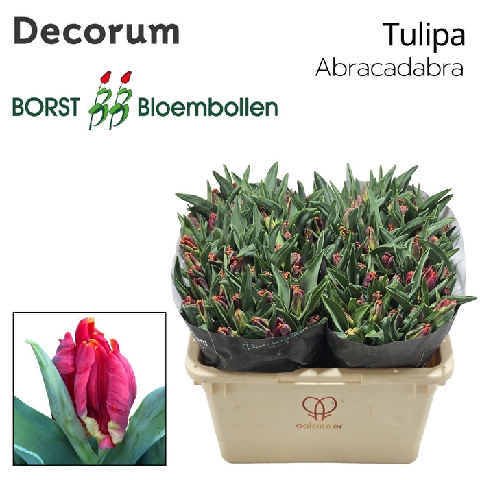 <h4>TU PA ABRACADABRA</h4>