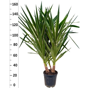 YUCCA  PUCK