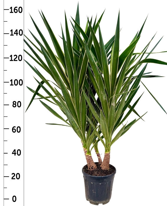 <h4>YUCCA PUCK</h4>