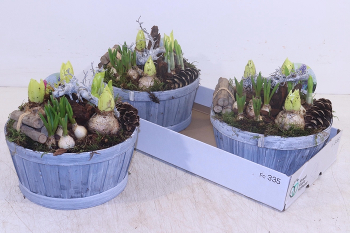 <h4>ARR BOL KNOLGEWAS</h4>