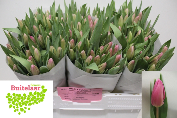 <h4>Tu En Jumbo Pink</h4>