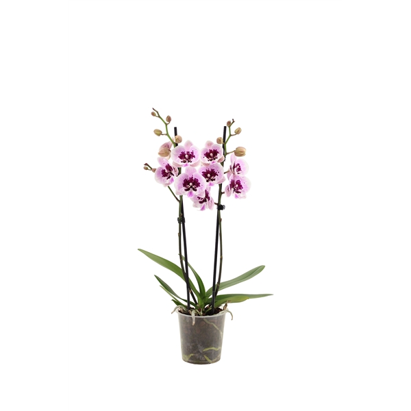 <h4>Phal Aladdin 2T16+</h4>