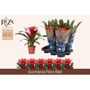GUZM FIERO RED