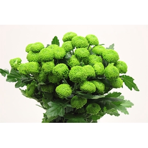 Chr T Deligreen