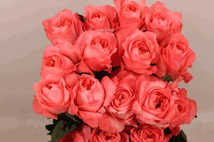 <h4>R Gr Dragonfly</h4>