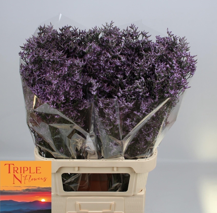 <h4>LIM SAF LILAC</h4>