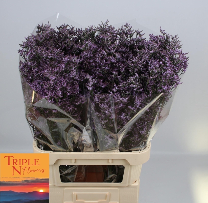 <h4>LIM SAF LILAC</h4>