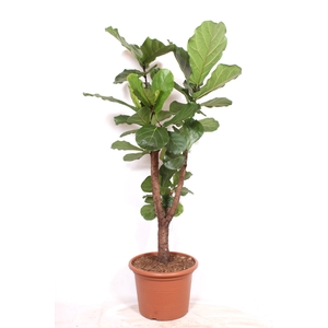 Ficus lyrata stam vertakt