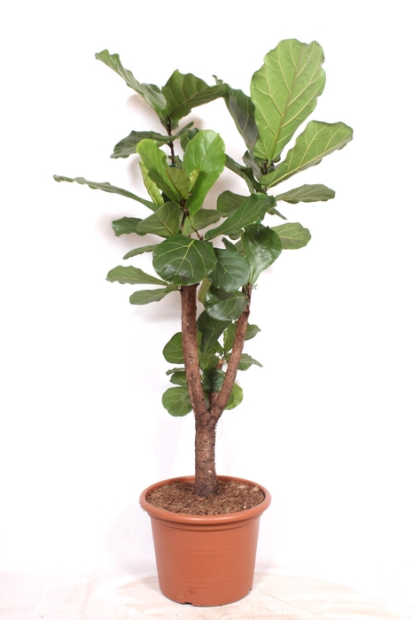 <h4>Ficus lyrata stam vertakt</h4>