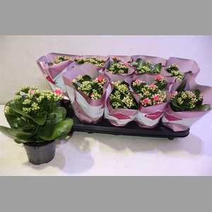 Kalanchoe Double Deluxe Pink