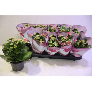 arr8 Kalanchoe Double Deluxe Pink