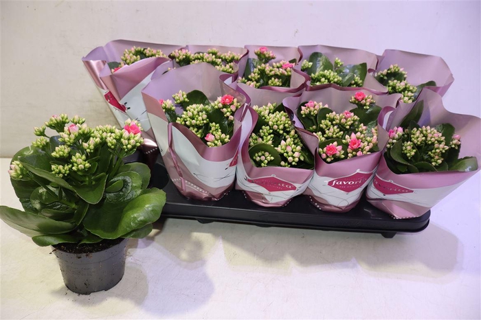 <h4>Kalanchoe Double Deluxe Pink</h4>